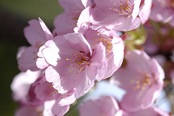 紅山桜08.4.16.jpg