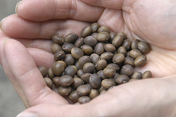 枝豆の種２.jpg