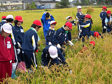 小学校稲刈り.jpg