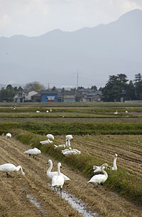 白鳥09.10.27.jpg