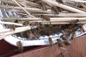 蜜蜂08.12.12.jpg
