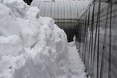 ハウス除雪08.2.8_2.jpg