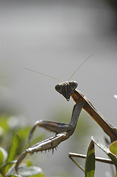 カマキリ08.11.4.jpg