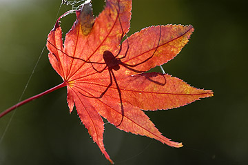 紅葉と蜘蛛.jpg