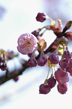 桜開花09.4.8.jpg