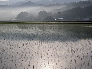 田植え後.jpg