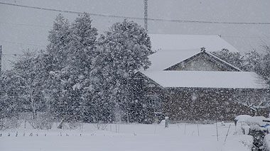 雪降り0.1.15.jpg