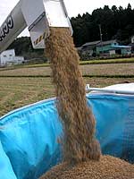 籾がコンバインより吐き出されます